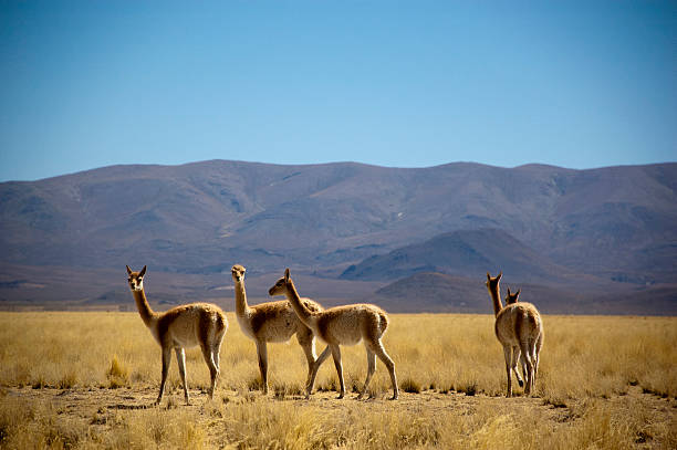 istock Herd of lama wild 476929891