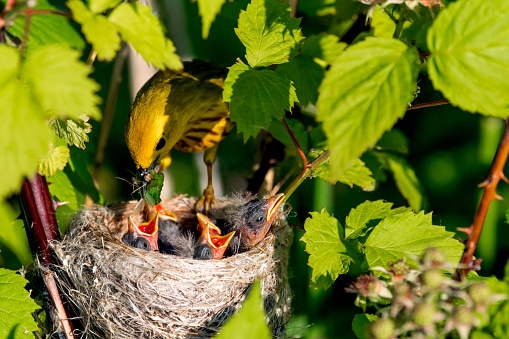 Yellow Warbler feeding babys in a nest