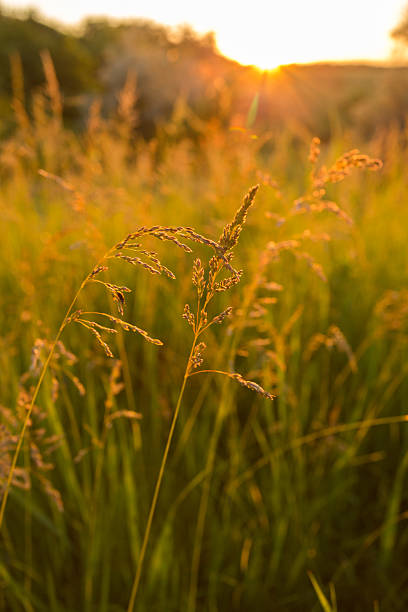 istock Golden wild grass at sunset 476932192