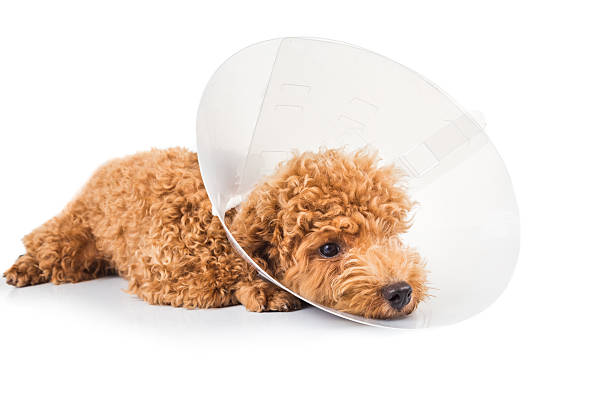 istock Sad poodle dog wearing protective cone collar on her neck 476935368