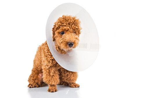 Triste caniche perro wearing protective cono de anillo de cuello photo