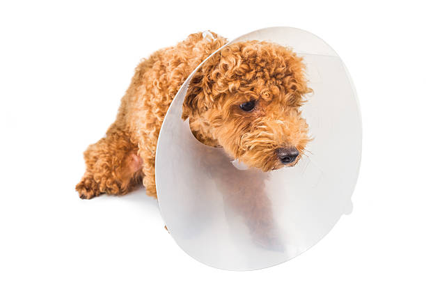 istock Sad poodle dog wearing protective cone collar on her neck 476935560