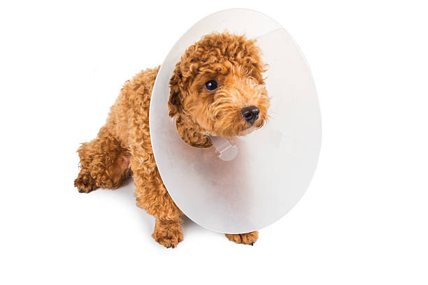istock Sad poodle dog wearing protective cone collar on her neck 476935664