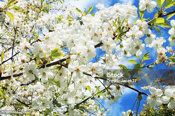 Cherry Stock Photo - Download Image Now - 2015, Beauty In Nature, Branch - Plant Part