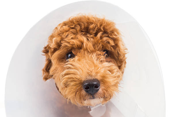 istock Sad poodle dog wearing protective cone collar on her neck 476935858