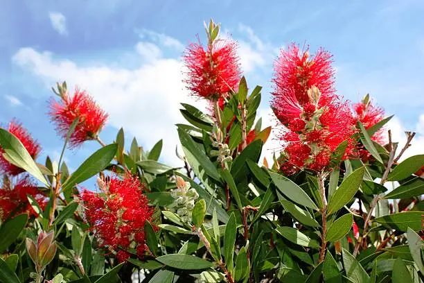 Callistemon, Bottlebrush flowers, a native plant of Australia in Germany