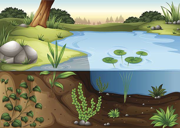 pond ecosytem pond ecosytem riverbank stock illustrations