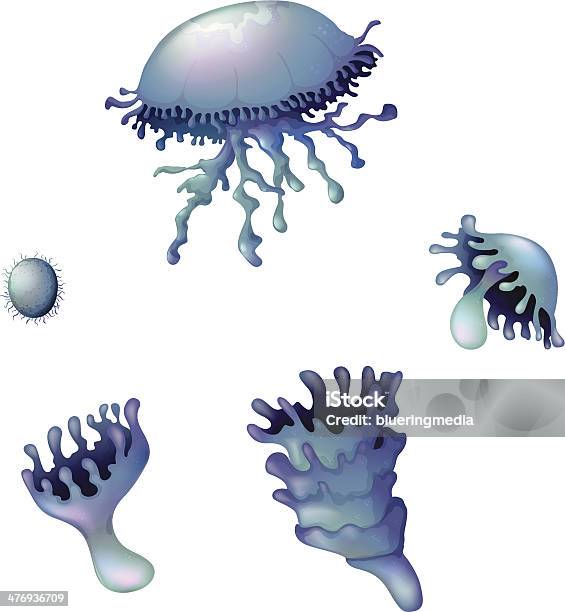 Cycle De Vie Dune Méduse Vecteurs libres de droits et plus d'images vectorielles de Blanc - Blanc, Cnidaire, Croissance