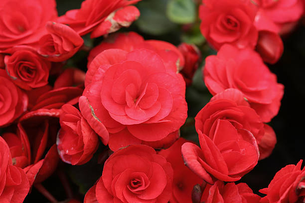 istock begonia flower 476939560