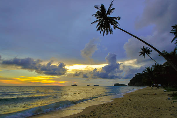 istock Koh Chang beach tilted coconut tree, Thailand 476939995