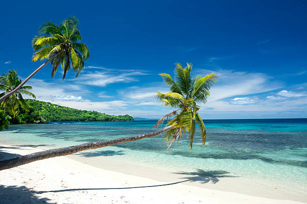 Tropical white sand beach Three palm trees line a white, tropical sand beach highlighted by a beautiful deep blue sky. fiji photos stock pictures, royalty-free photos & images