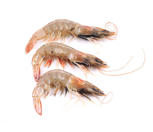 istock Close up of three fresh shrimp 476940223