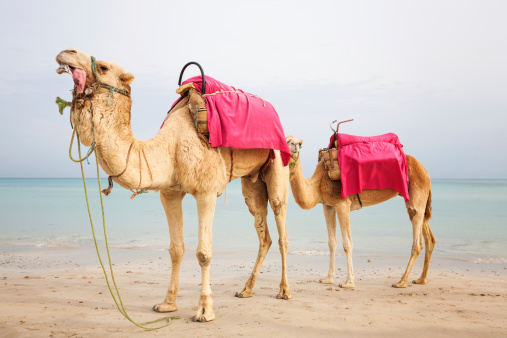 Two dromedary camels on the beach in Tunisia
