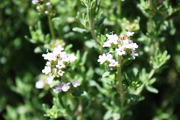 istock Common Thyme flowers in the garden 476942762