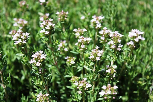 istock Common Thyme flowers in the garden 476942764