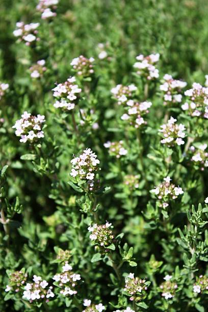 istock Common Thyme flowers in the garden 476942766