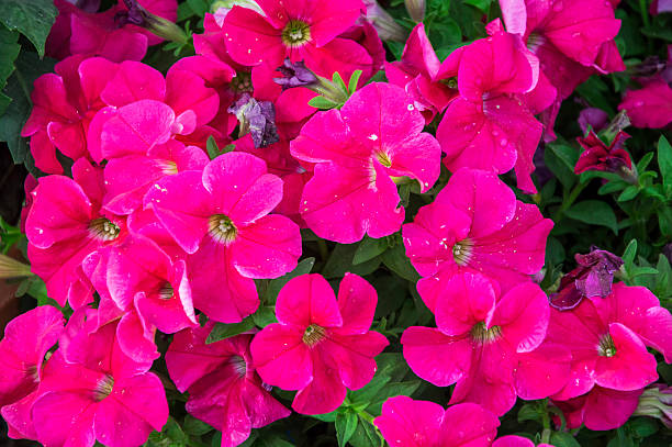 istock Pink petunia flowers 476943556