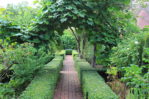 Photo showing a neatly trimmed boxwood hedge (Latin name: buxus sempervirens).  This box hedging is lining an old brick paved pathway in a formal part of the garden.