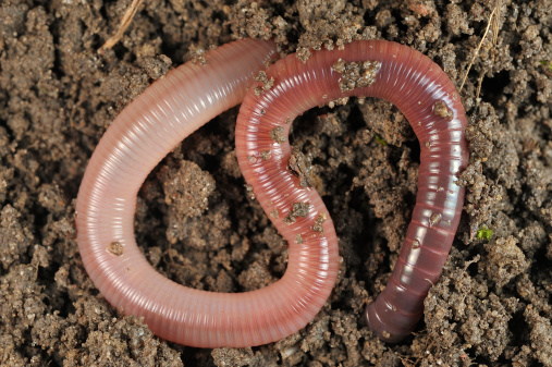Earthworm Lumbricus terrestris in the soil
