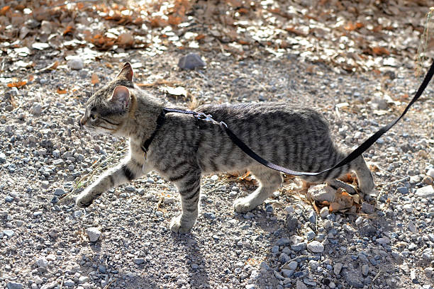 Walking Leashed Tabby Cat stock photo