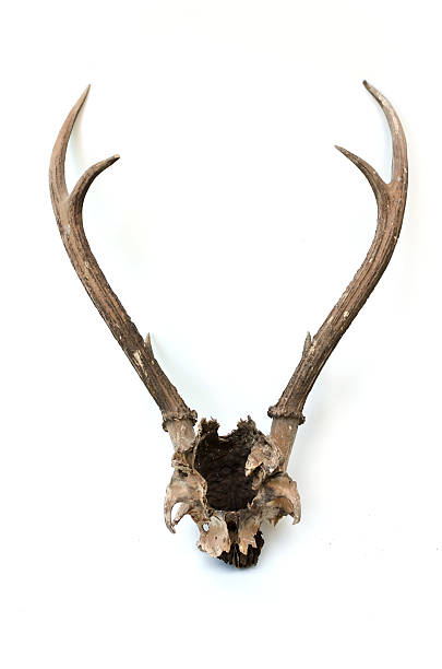 istock This is horns of deer very well kept. 476945755