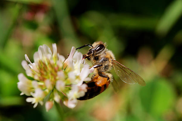 istock Macro closeup of a bee and clover flower side view 476945908