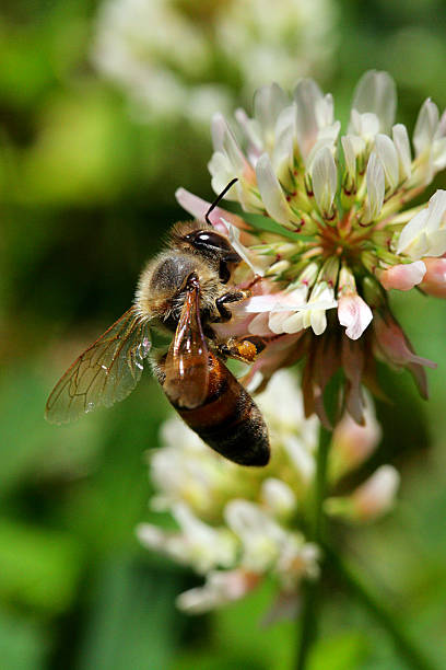 istock Clover and side view of a bee in vertical orientation 476945916