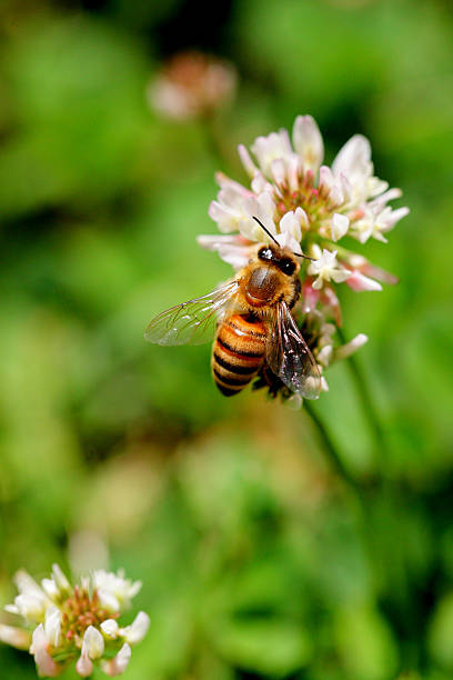 Top view of bee landing on a clover flower