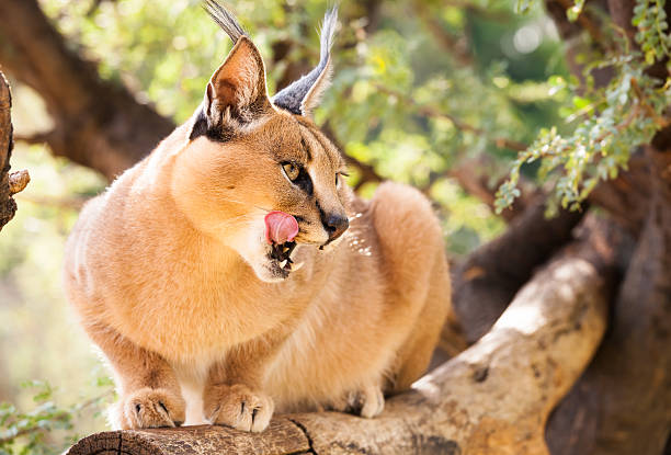 leaking caracal hungry african caracal on a branch leaking his mouth with his tongue, Namibia caracal stock pictures, royalty-free photos & images