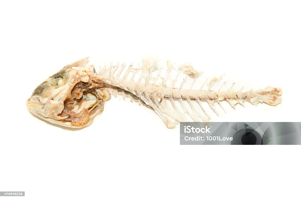 Fishbone Fishbone with clipping path 2015 Stock Photo