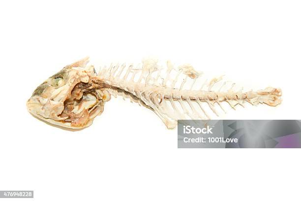 Fishbone Stock Photo - Download Image Now - 2015, Animal Bone, Animal Skeleton