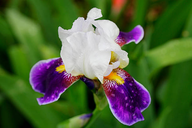 istock Purple and white iris against a background of green 476948896