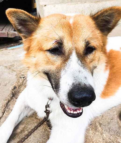 istock Bangkeaw Thai dog 476949224