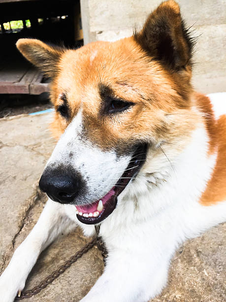 istock Bangkeaw Thai dog 476949226