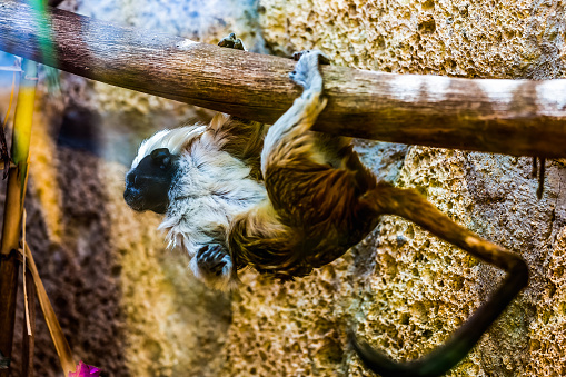 Monkey titi cotton-top tamarin hanging on tree in zoo