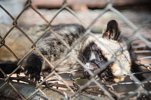 istock Raccoon cry in a cage. 476949680