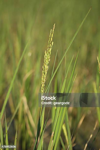 Rice Spike In The Paddy Field Stock Photo - Download Image Now - 2015, Agricultural Field, Agriculture