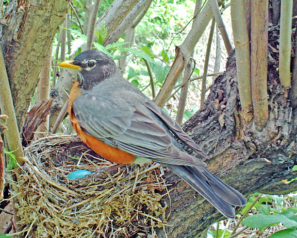 istock American Robin on her nest which holds four eggs 476952644