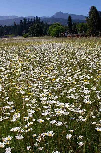 istock Large Field Of Summer Daisies 476952704