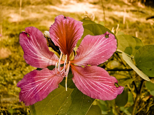 flor de orquídea árvore, varigated bauhinia - varigated - fotografias e filmes do acervo