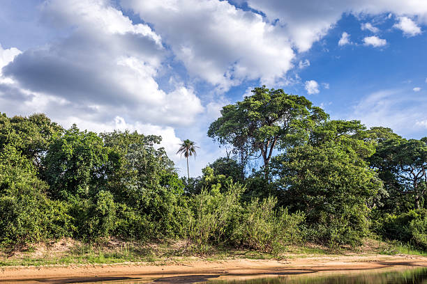 istock Pantanal wetland 476955823