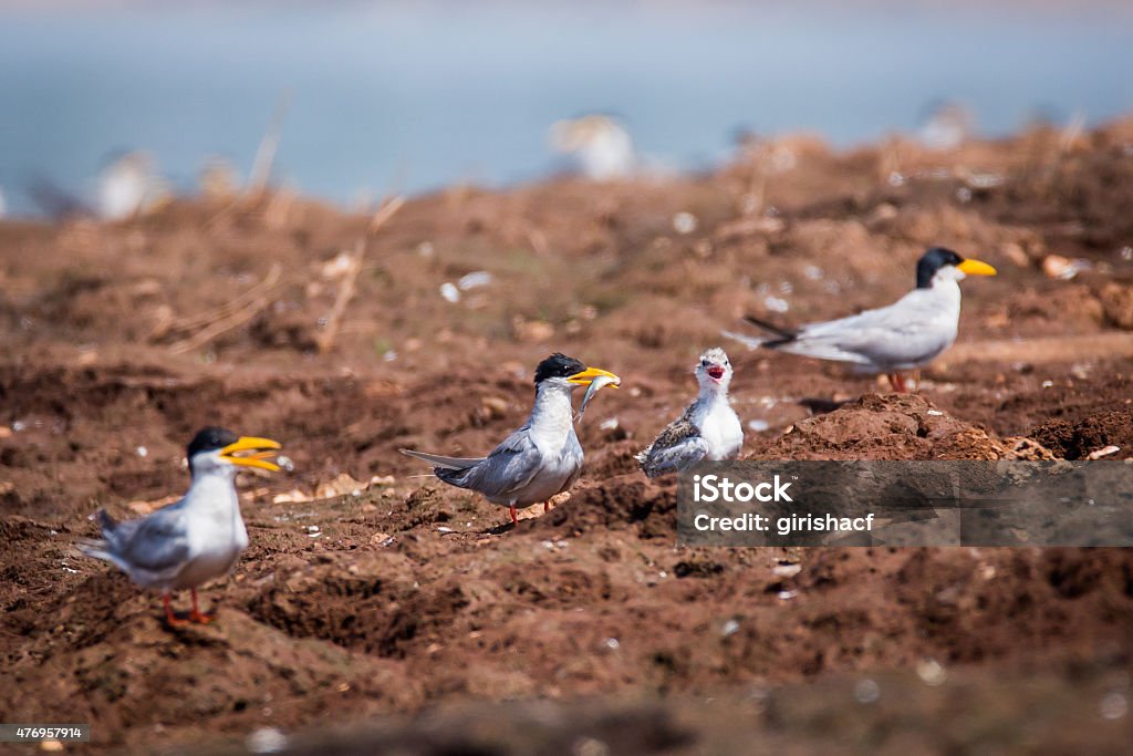 Rievr tern feeding its chick River tern is a small sized bird which breeds in islands in rivers thrughout asia. River terns are strictly restricted to fresh water and they can never be seen in marine ecosystem. They have black head yellow beak and greyish body. They breed during feb- july every year. 2015 Stock Photo