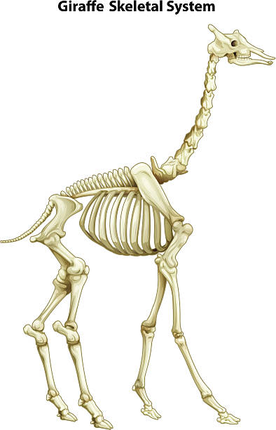 скелетная системы жираф - animal skull animal bone anatomy animal stock illustrations