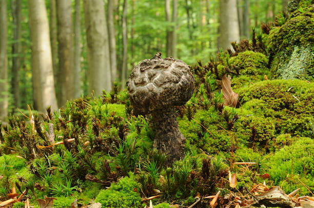 istock Strobilomyces strobilaceus fungus 476958338