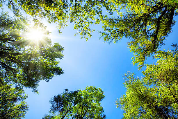 treetops erarbeitung der sonnigen blauen himmel - treetop stock-fotos und bilder