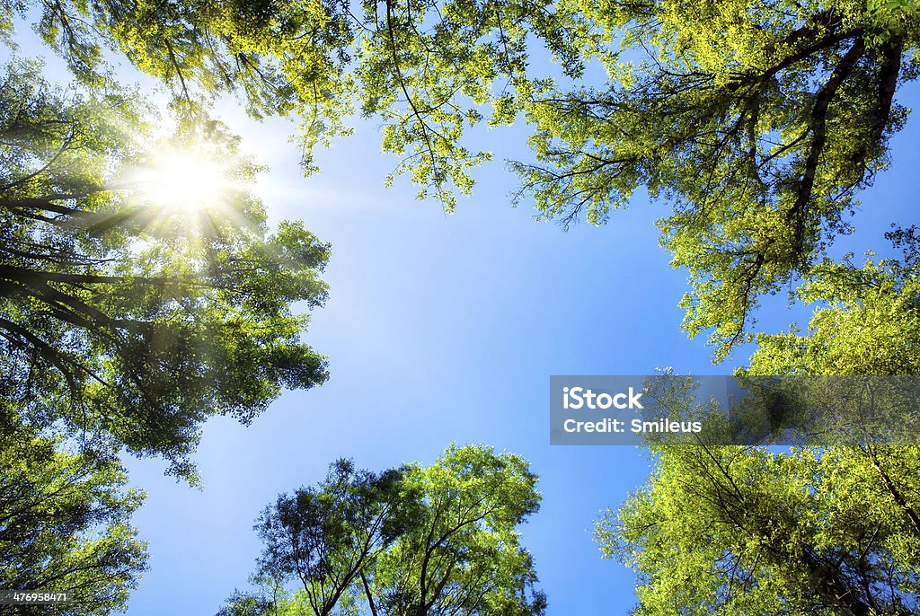 Treetops framing the sunny blue sky The canopy of tall trees framing a clear blue sky, with the sun shining through Tree Stock Photo