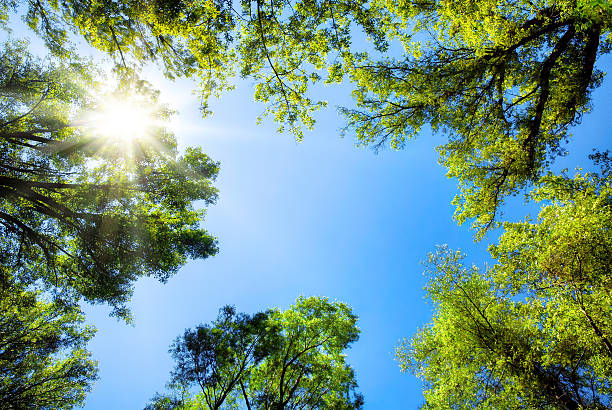 Treetops framing the sunny blue sky The canopy of tall trees framing a clear blue sky, with the sun shining through treetop stock pictures, royalty-free photos & images