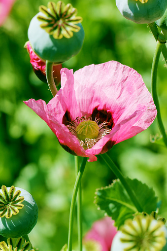 Papaver somniferum fruits in summer light.