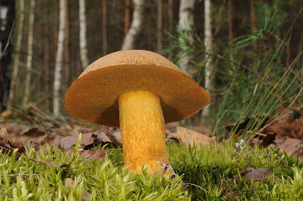 Suillus variegatus, commonly called the velvet bolete or variegated bolete Suillus variegatus, commonly called the velvet bolete or variegated bolete growing in the forest suillus variegatus stock pictures, royalty-free photos & images