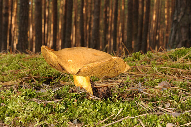 Suillus variegatus, commonly called the velvet bolete or variegated bolete Suillus variegatus, commonly called the velvet bolete or variegated bolete growing in the forest suillus variegatus stock pictures, royalty-free photos & images